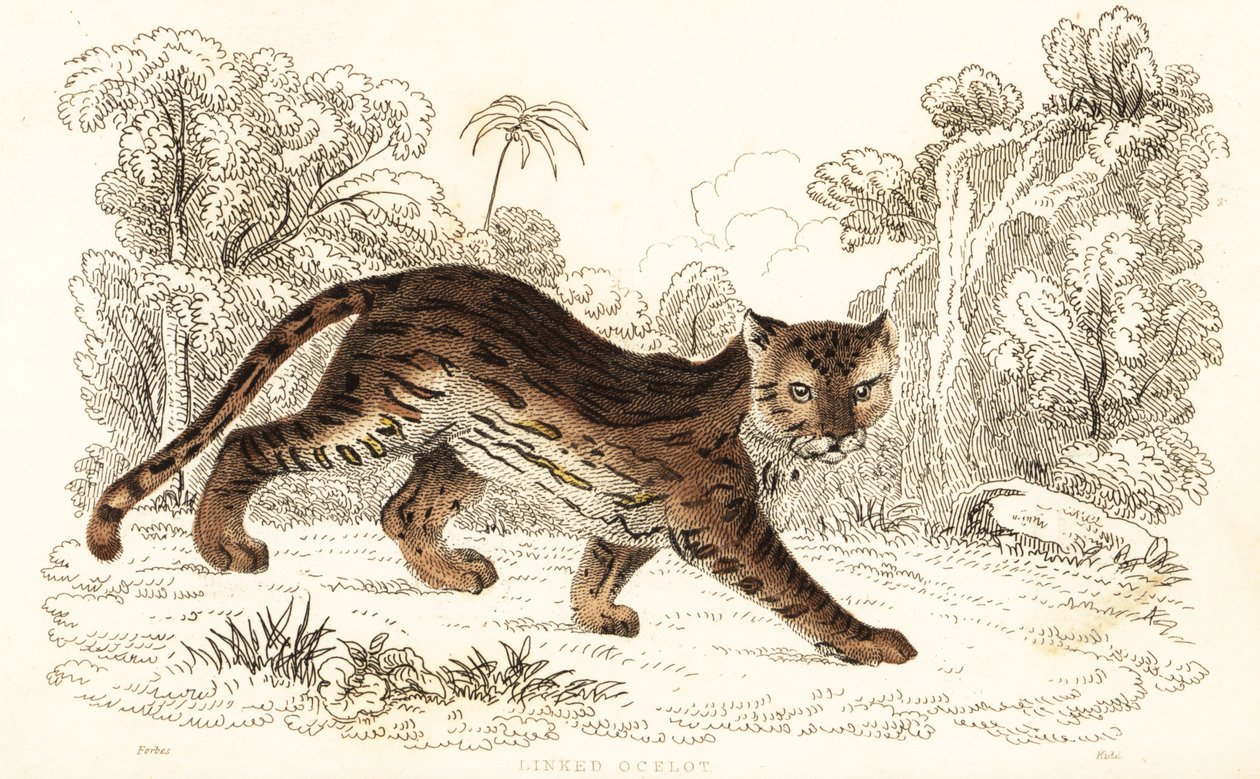 Margaj, Leopardus wiedii catenata. , 1834 (grawerowanie) autorstwa William Alexander Forbes