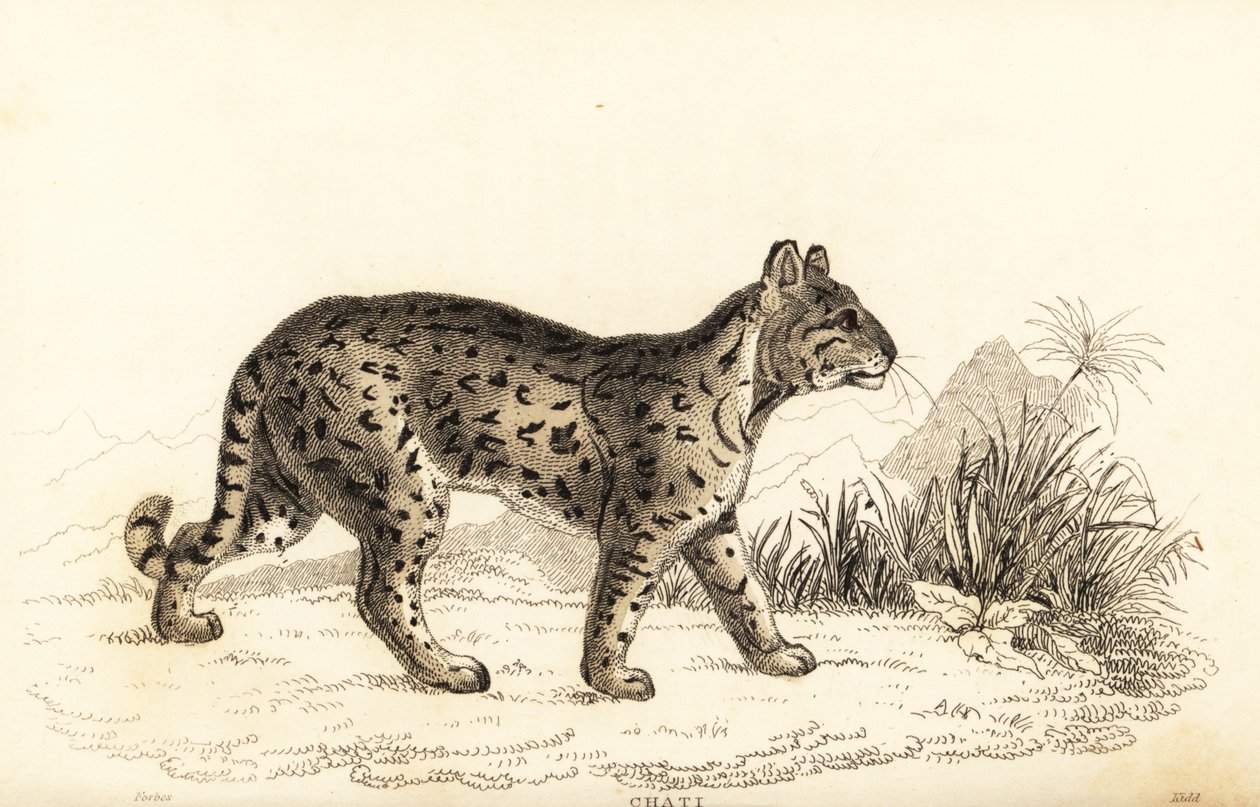 Ocelot, łagodny lampart. , 1834 (grawerowanie) autorstwa William Alexander Forbes