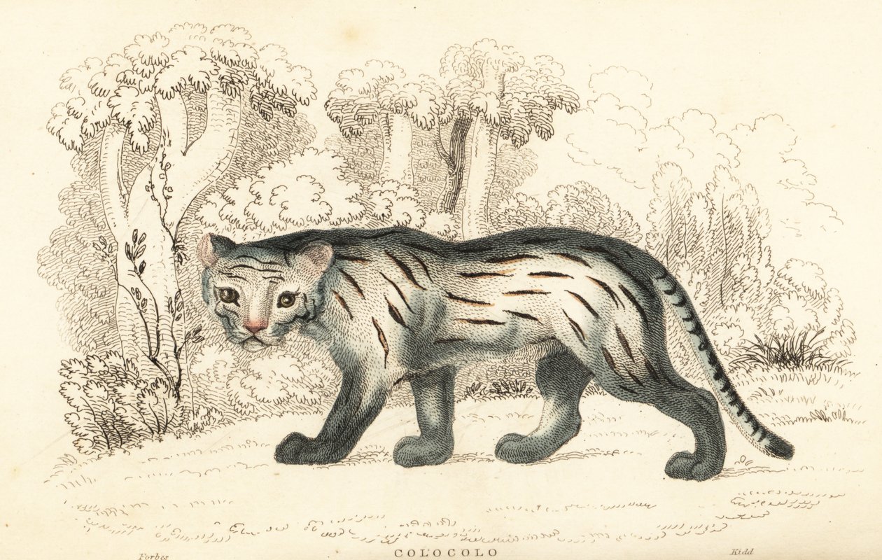 Kot pampasowy lub pantanal, Leopardus colocola. ,1834 (grawerowanie) autorstwa William Alexander Forbes