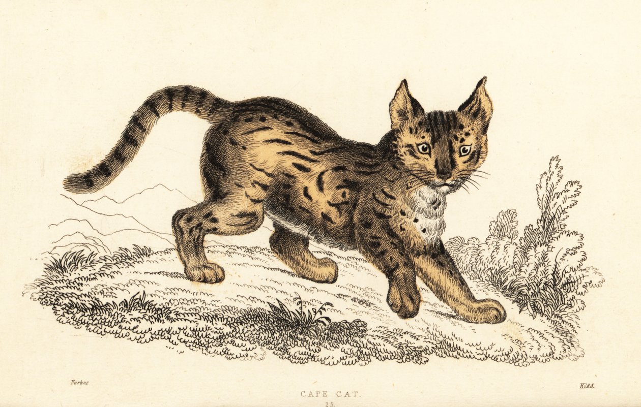 Serwal, Leptailurus serval.,1834 (grawerowanie) autorstwa William Alexander Forbes