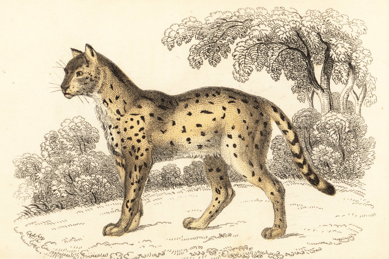 Serwal, Leptailurus serval.,1834 (grawerowanie) autorstwa William Alexander Forbes