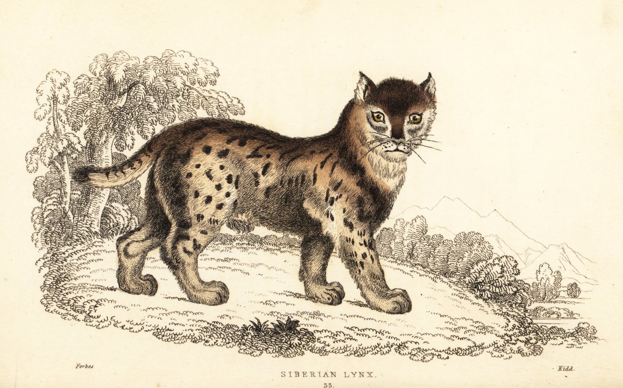 Ryś syberyjski, Lynx lynx wrangeli (Felis lynx).,1834 (grawerowanie) autorstwa William Alexander Forbes