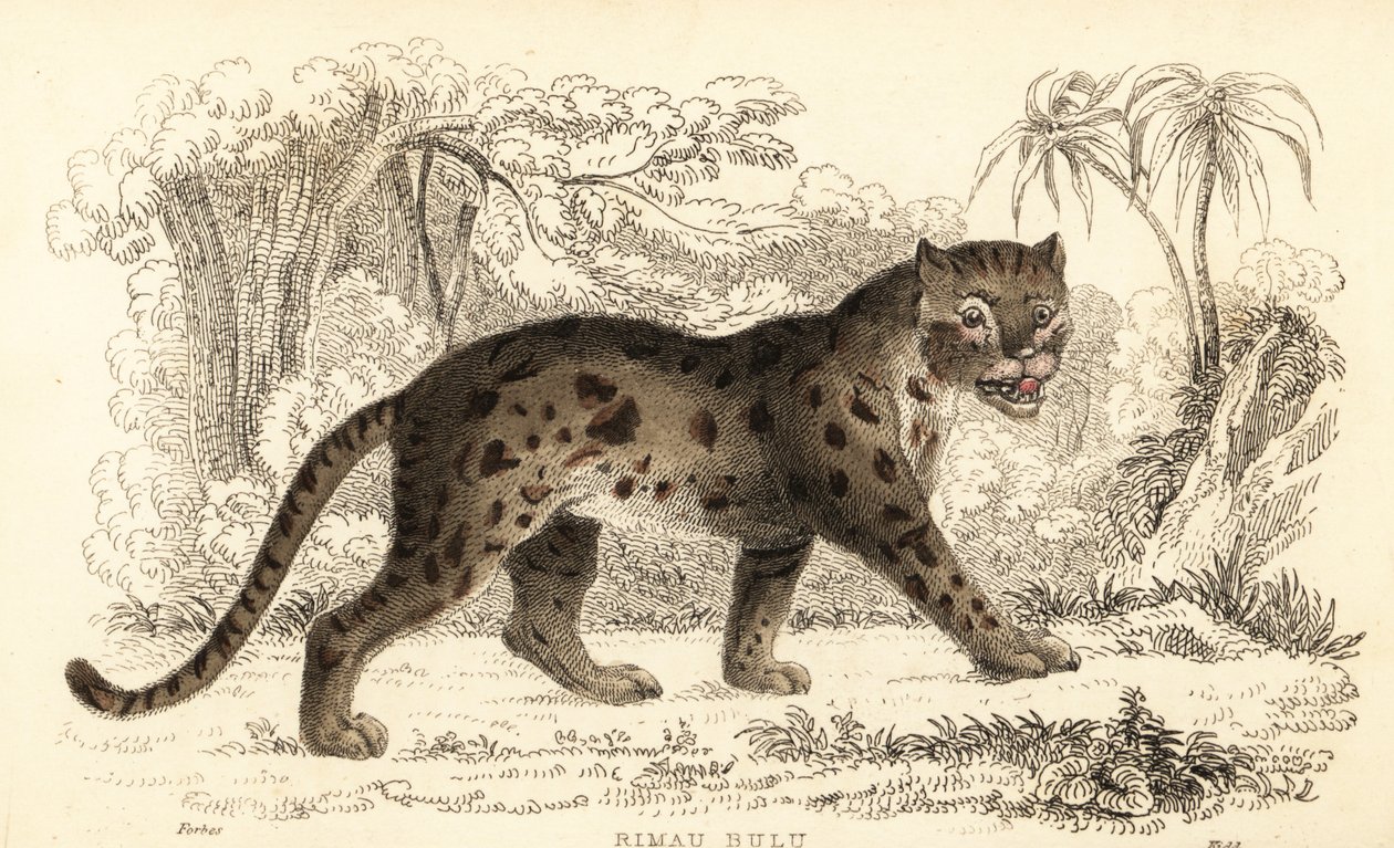 Sunda leopard, Prionailurus bengalensis subsp. sumatran. ,1834 (grawerowanie) autorstwa William Alexander Forbes
