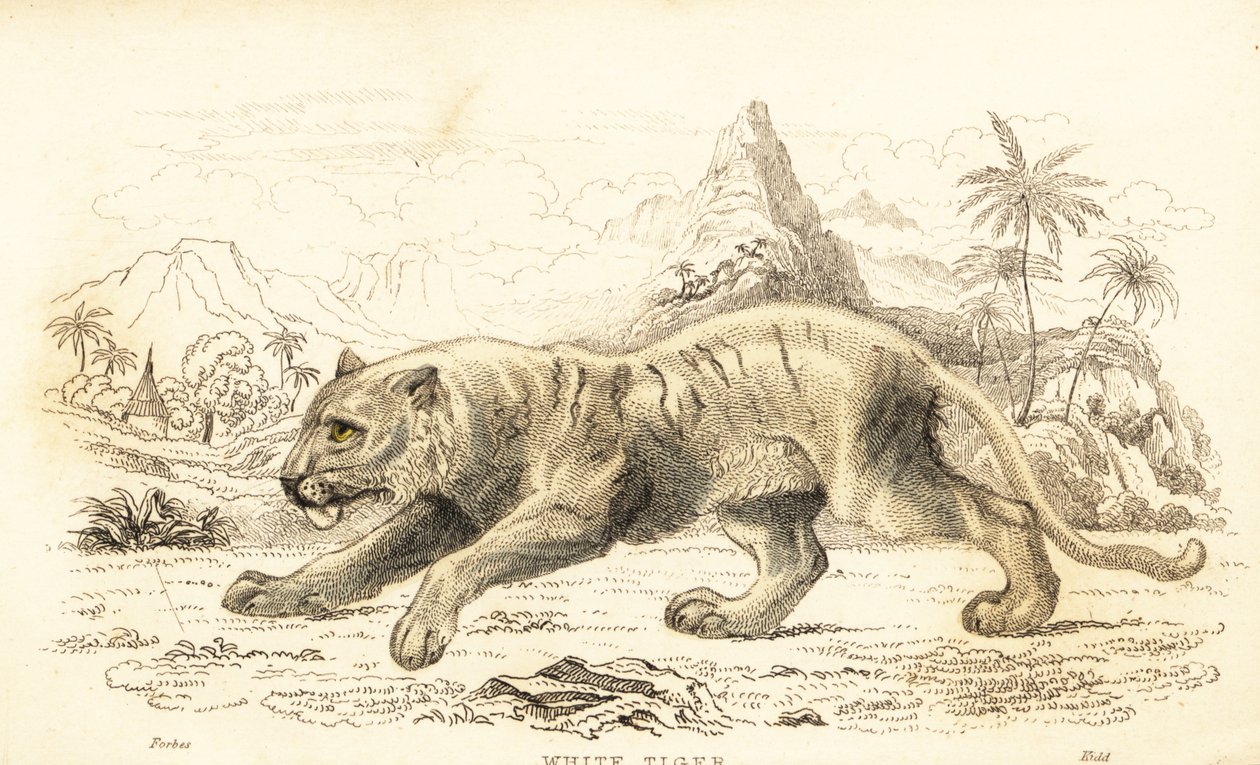 Tygrys biały, Panthera tigris tigris. Zagrożony. ,1834 (grawerowanie) autorstwa William Alexander Forbes