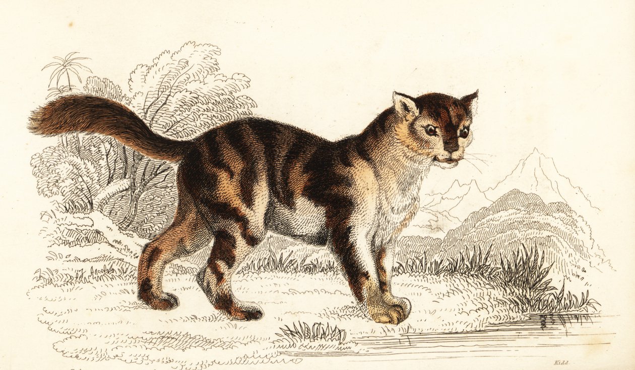 Dziki szylkretowy kot z Ameryki Południowej, Felis catus. ,1834 (grawerowanie) autorstwa William Alexander Forbes