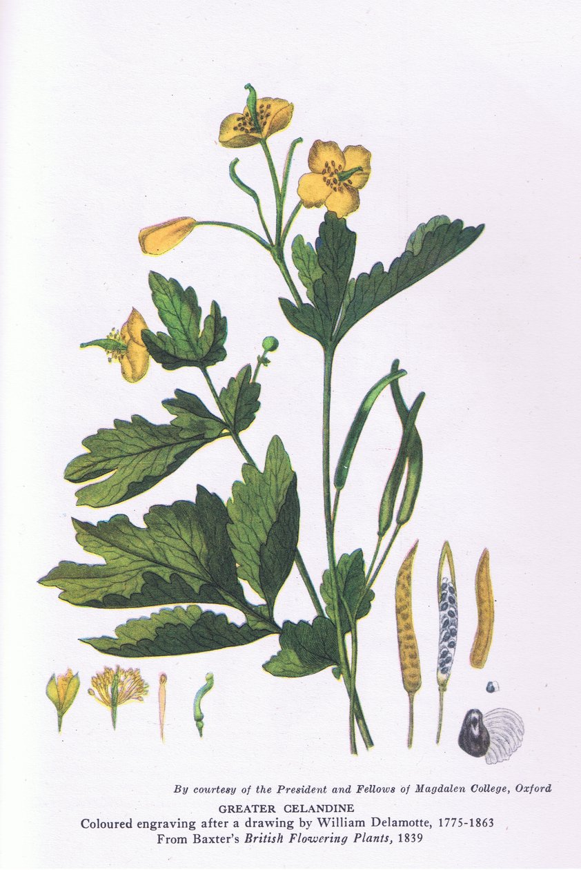 Greater Celandine, Nature in Britain, wydane przez Collins autorstwa William Alfred Delamotte
