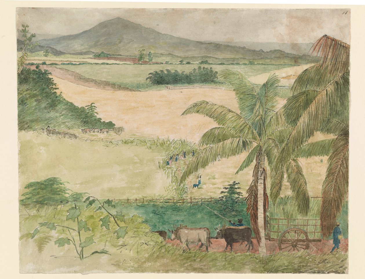 Fazenda de açúcar - corte escravo de cana-de-açúcar autorstwa William     Berryman