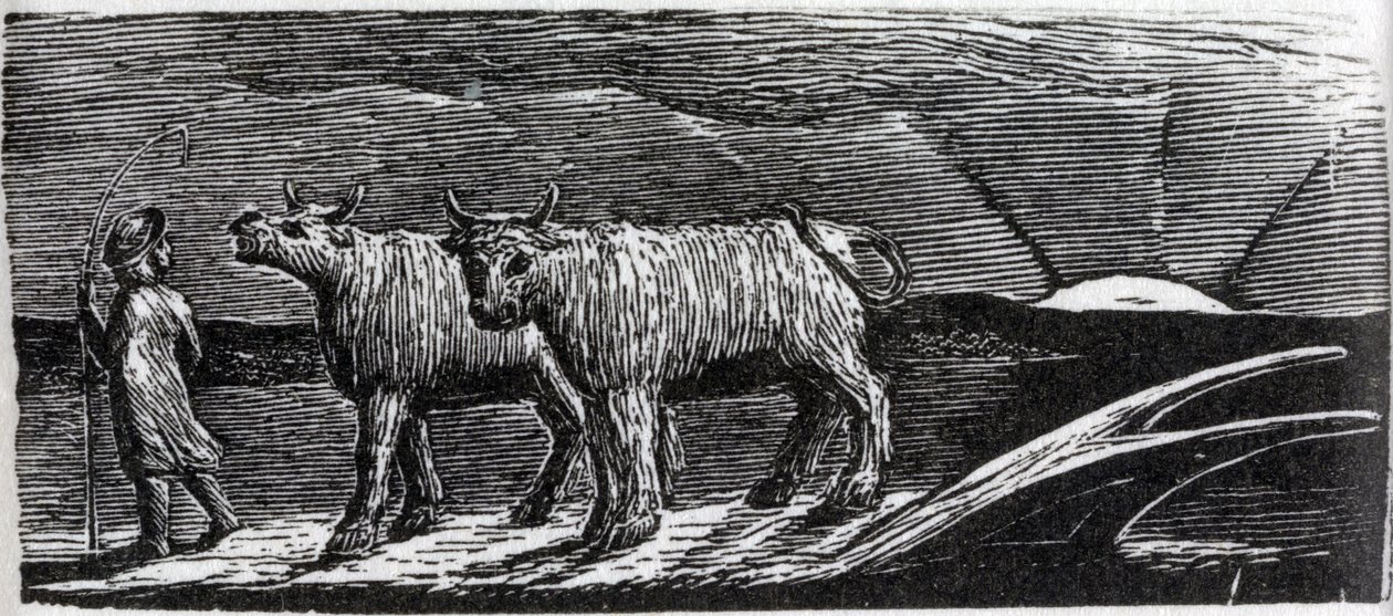 Niezaczepione jałówki wędrujące do domu, ilustracja z „The Pastorals of Virgil” dr Thorntona autorstwa William Blake