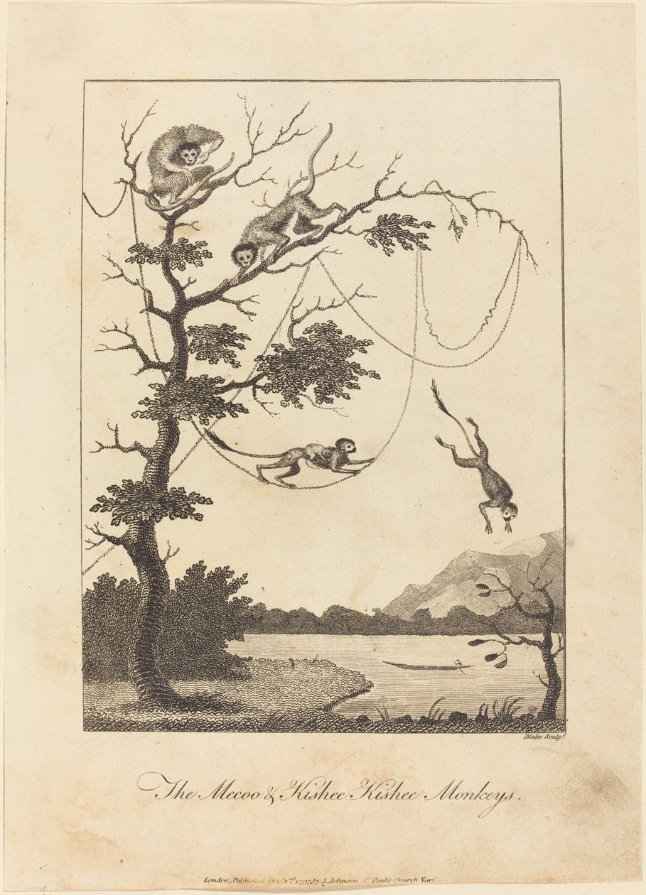Małpy Mecoo i Kisbee Kishee autorstwa William Blake after John Gabriel Stedman
