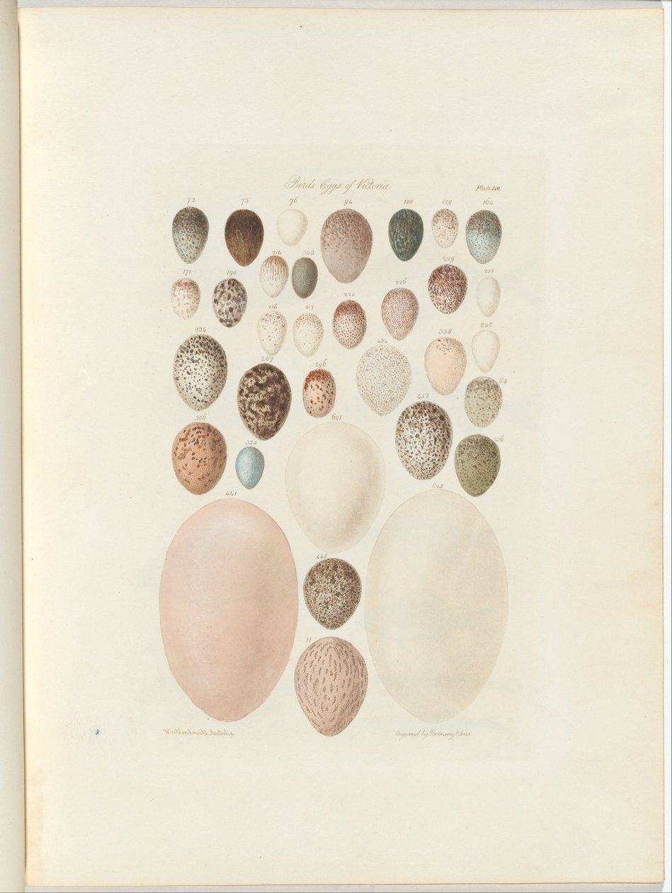 Jaja ptasie Wiktorii.niepublikowane folio Australia Terra Cognita autorstwa Williama Blandowskiego. 1855-56 autorstwa William Blandowski