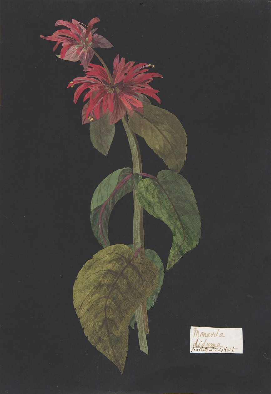 Monarda didymaSzkarłatny Lwi Ogon, ca. 1791 . autorstwa William Booth Grey