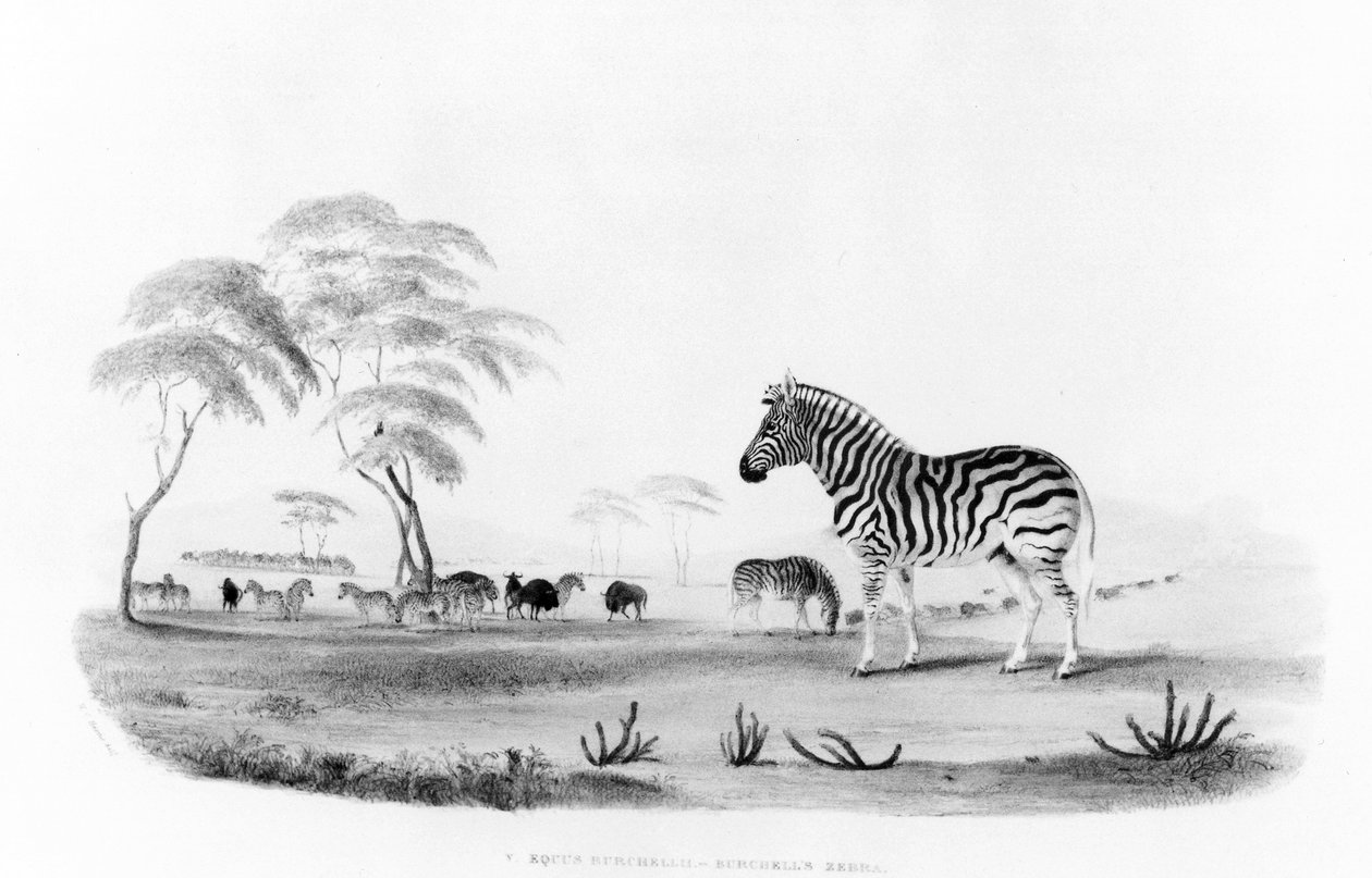 Equus burchelli, lub Zebra Burchell