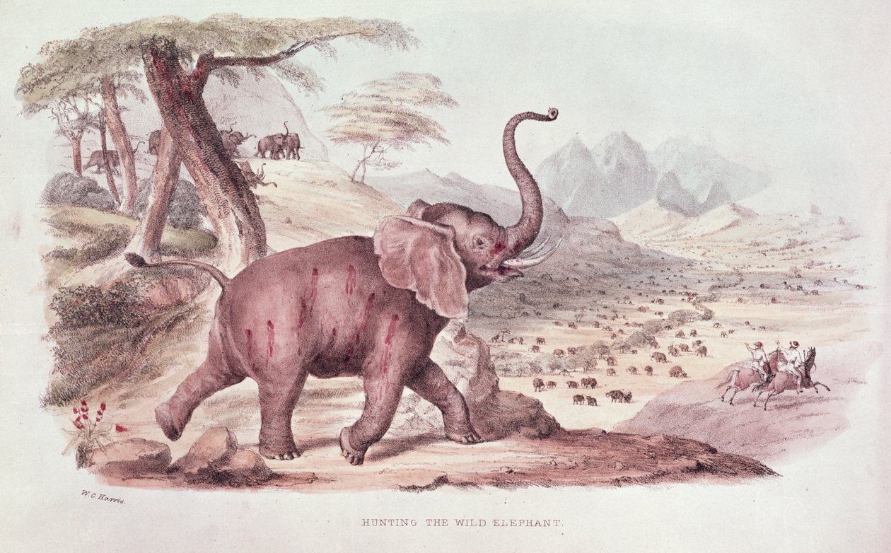 Polowanie na dzikiego słonia, ilustracja z "Wild Sports of South Africa" W.C. Harris, 1841 r. autorstwa William Cornwallis Harris