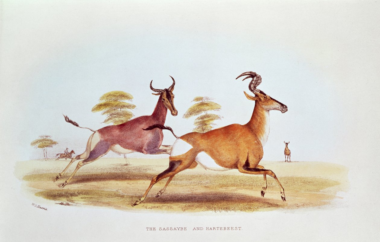 Sassaybe i Hartebeest, ilustracja z "Wild Sports of South Africa", W.C. Harris, 1841 r. autorstwa William Cornwallis Harris