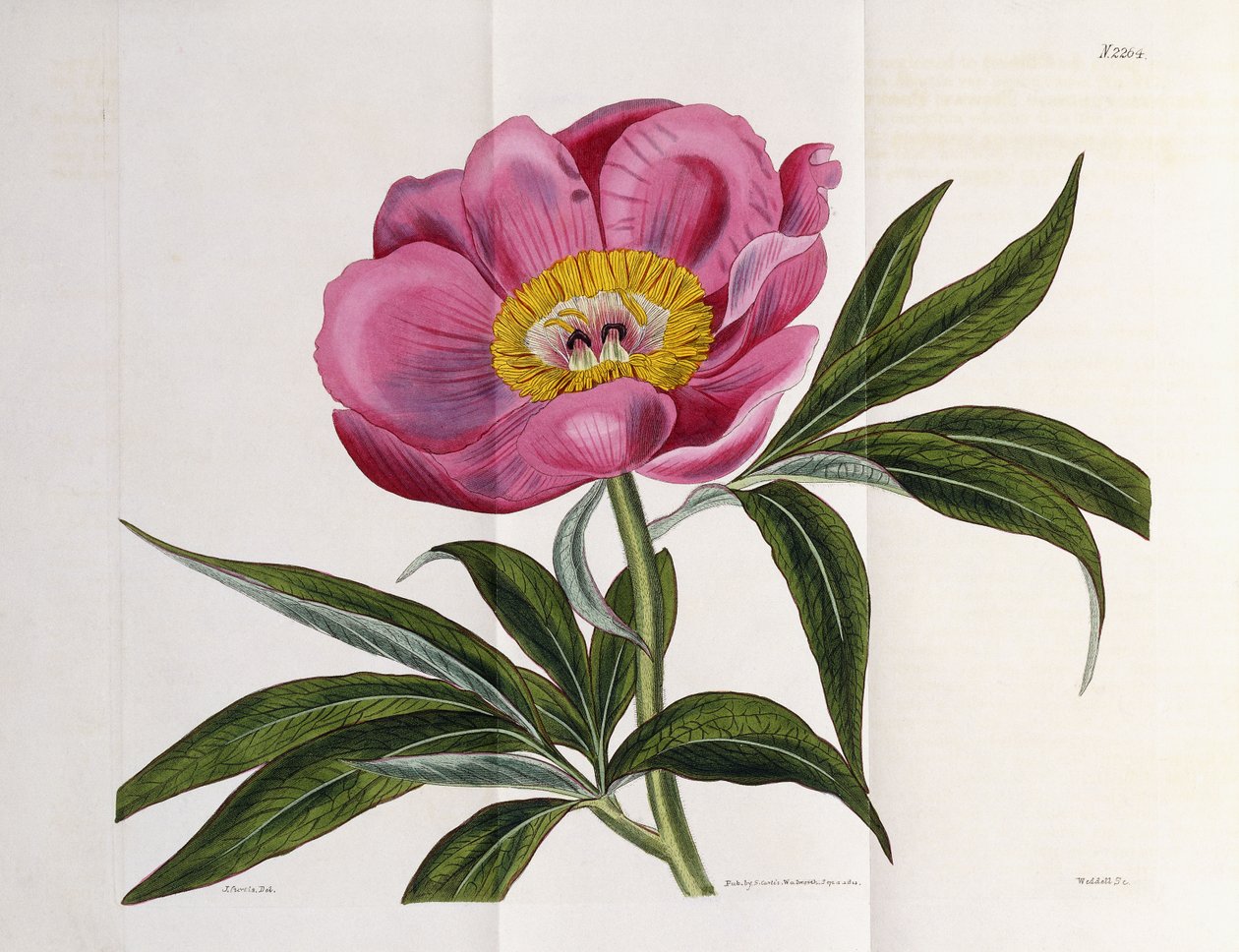 Ilustracja, numer 2264, z „Magazynu Botanicznego”, 1787-1826 autorstwa William Curtis