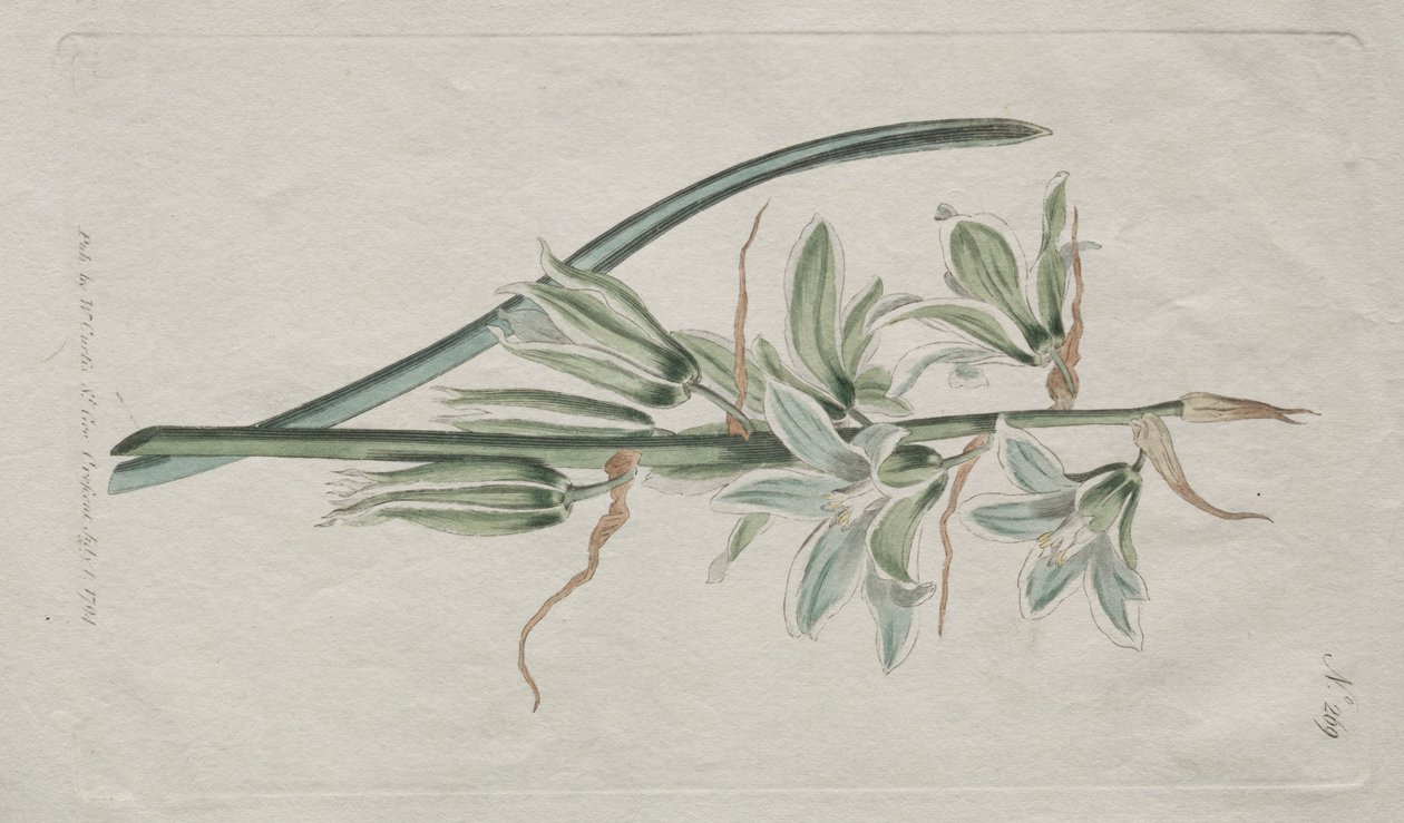 Wystawiono magazyn botaniczny lub ogród kwiatowy: Gwiazda Betlejemska autorstwa William Curtis