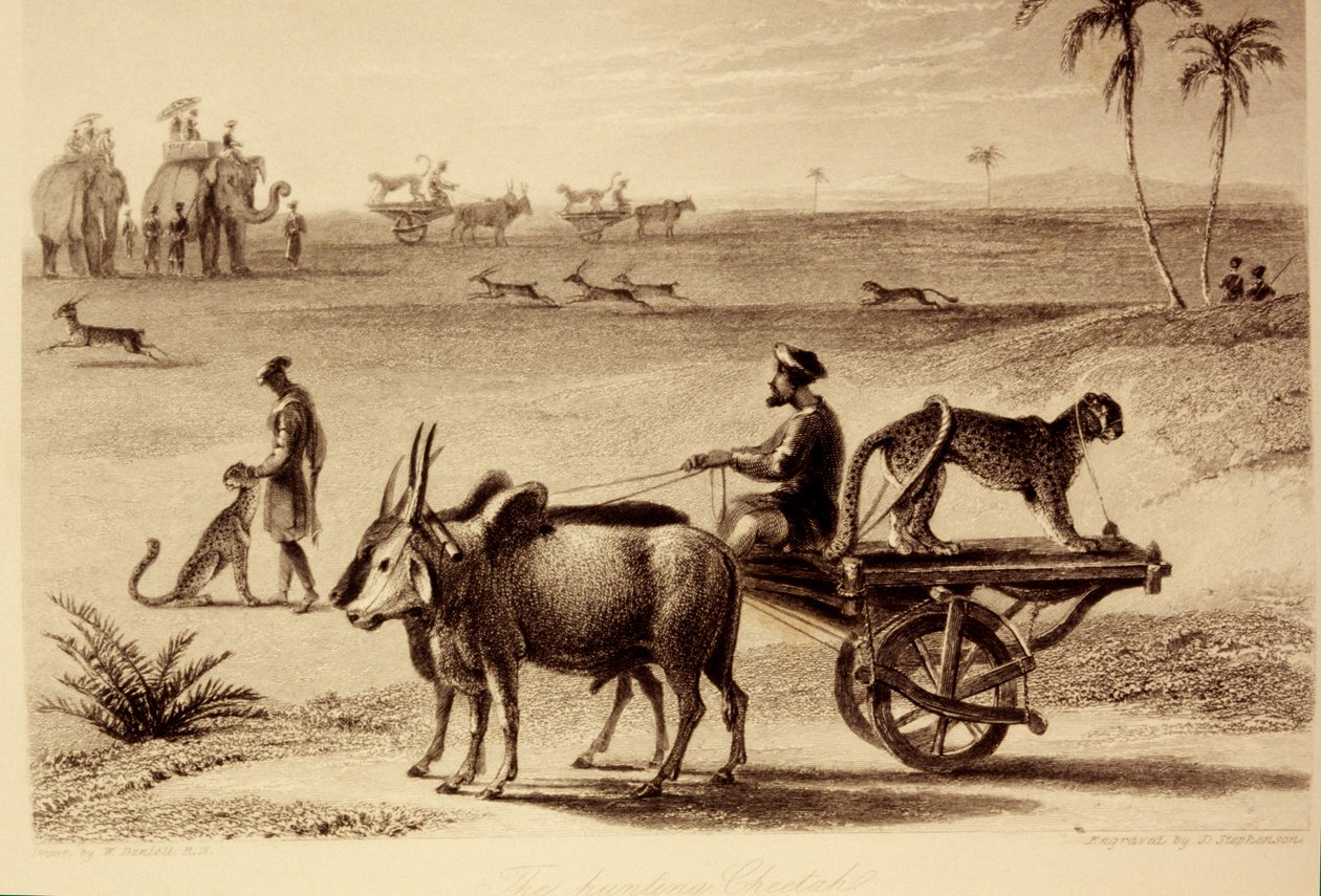 Gepardy myśliwskie autorstwa William Daniell