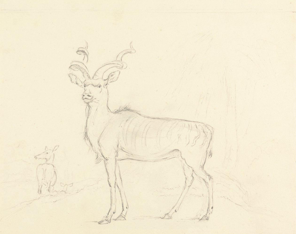 Koodoo autorstwa William Daniell