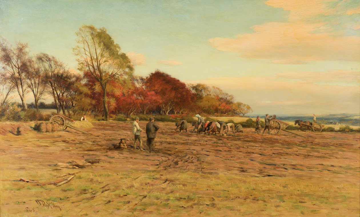 Zbieranie Ziemniaków autorstwa William Darling McKay