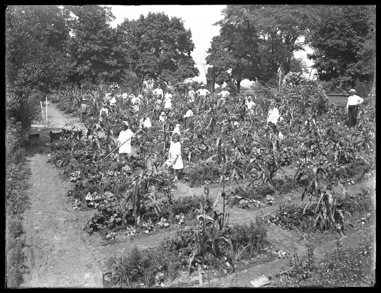 Dzieci pracujące w ogrodzie szkolnym w Isham Park, Nowy Jork, 16 sierpnia 1915 r. autorstwa William Davis Hassler