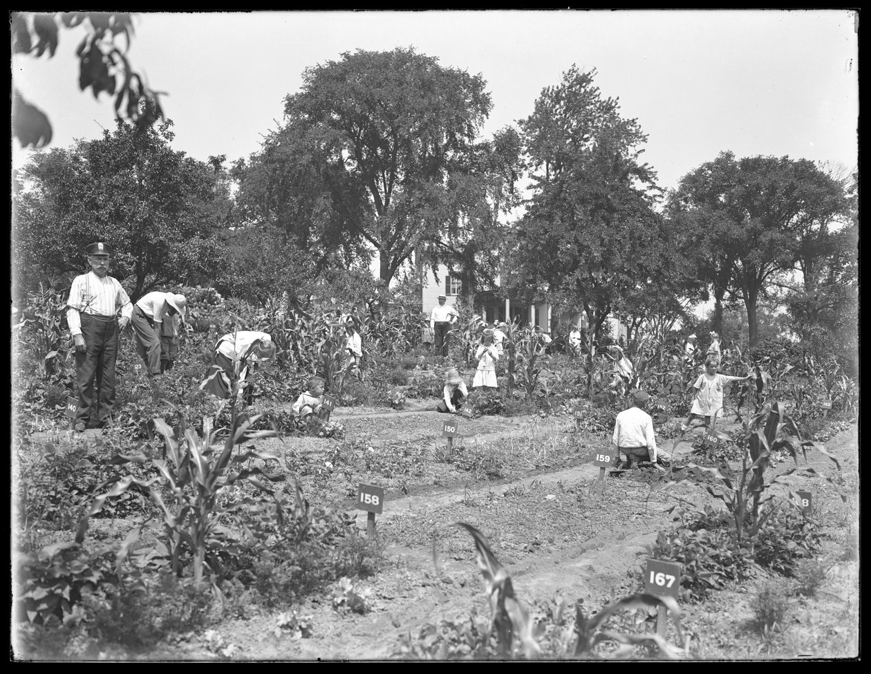 Dzieci pracujące w szkolnym ogrodzie Isham Park, Nowy Jork, 16 sierpnia 1915 r. autorstwa William Davis Hassler