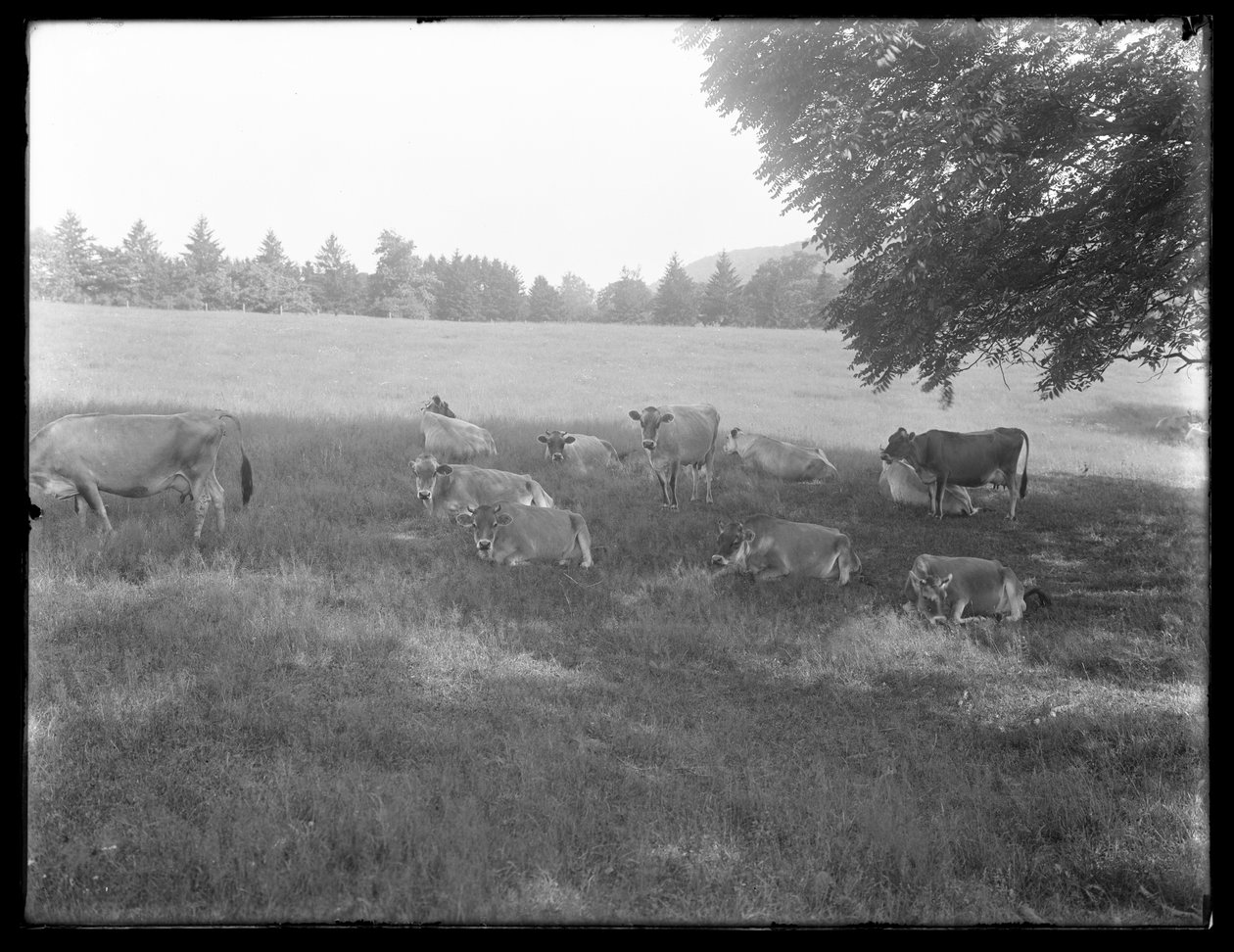 Krowy odpoczywające pod drzewem, prawdopodobnie farma McCready, hrabstwo Crawford, Pensylwania, ok. 1913 r. autorstwa William Davis Hassler