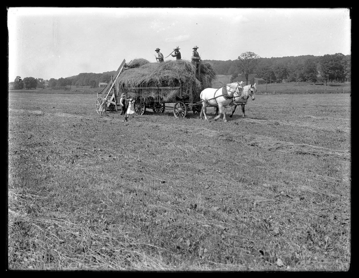 Robotnicy rolni ładujący siano na wóz konny, McCready Farm, Hrabstwo Crawford, Pensylwania, ok. 1913 autorstwa William Davis Hassler