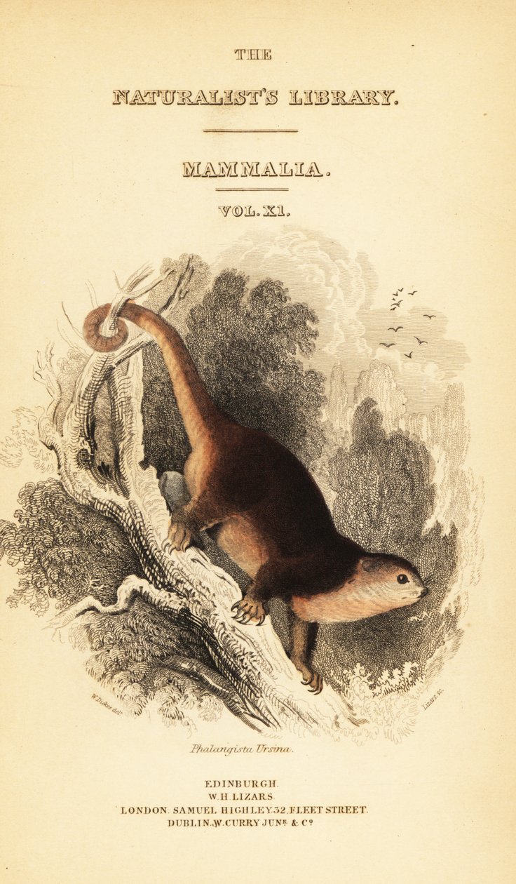 Kuskus z Sulawesi, Ailurops ursinus. , 1841 (grawerowanie) autorstwa William Dickes