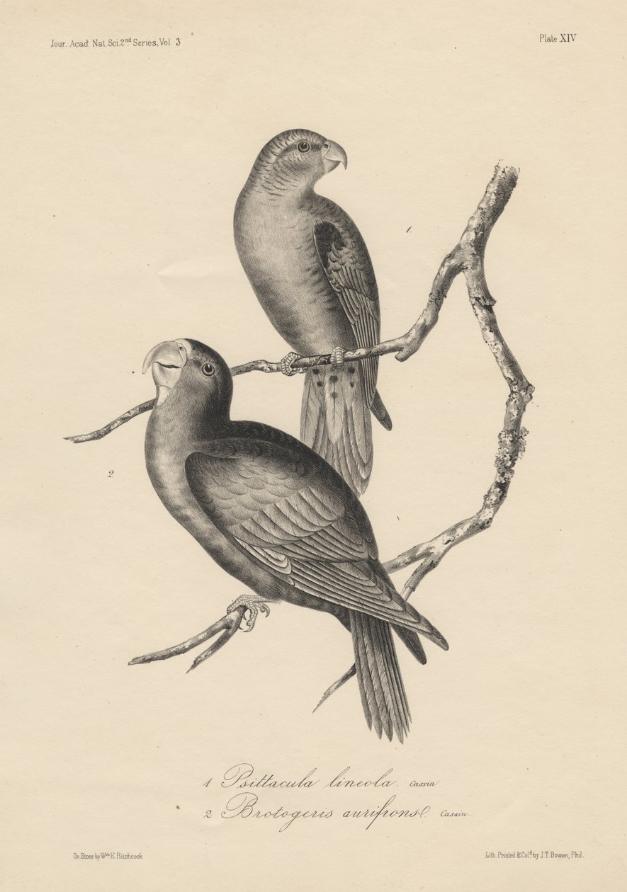 1. Psittacula lineola i 2. Brotogeris aurifrons, litho J.T. Bowena, 1850 autorstwa William E. Hitchcock