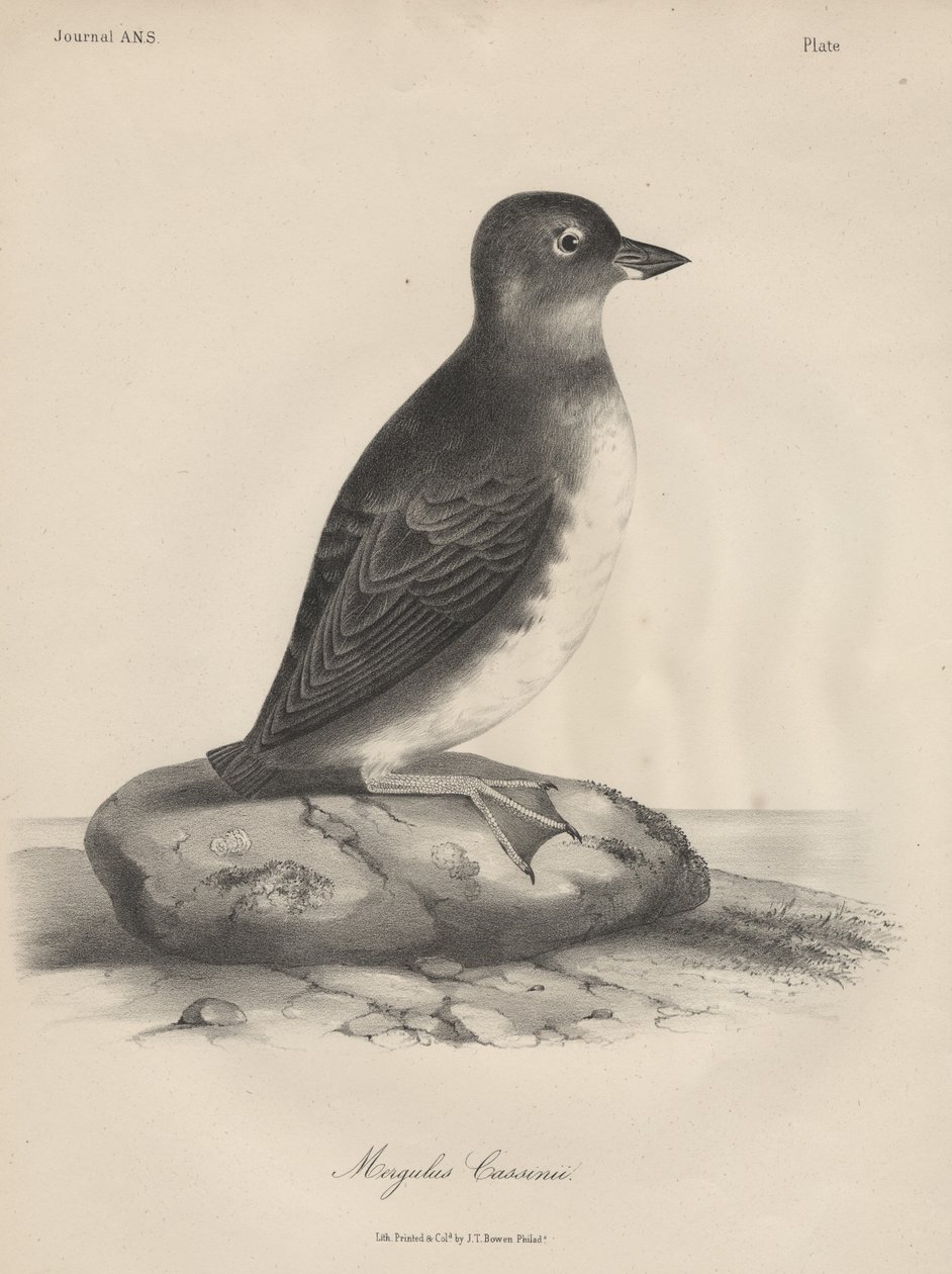 Megalus Cassinii, litografia J.T. Bowena, 1850 r autorstwa William E. Hitchcock