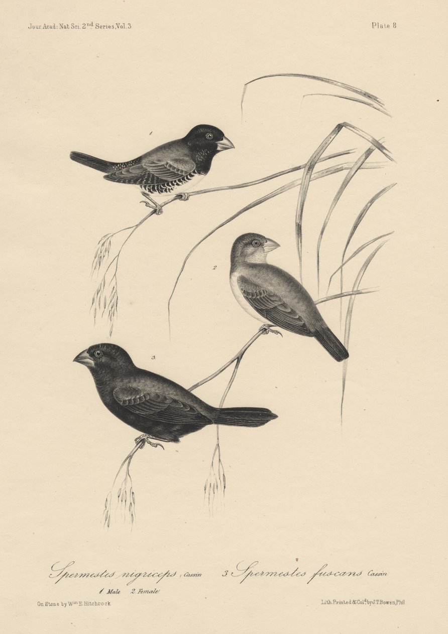 Spermestes Nigriceps (samiec i samica) i Spermestes Fuscans, litografia J.T. Bowena, 1850 r. autorstwa William E. Hitchcock