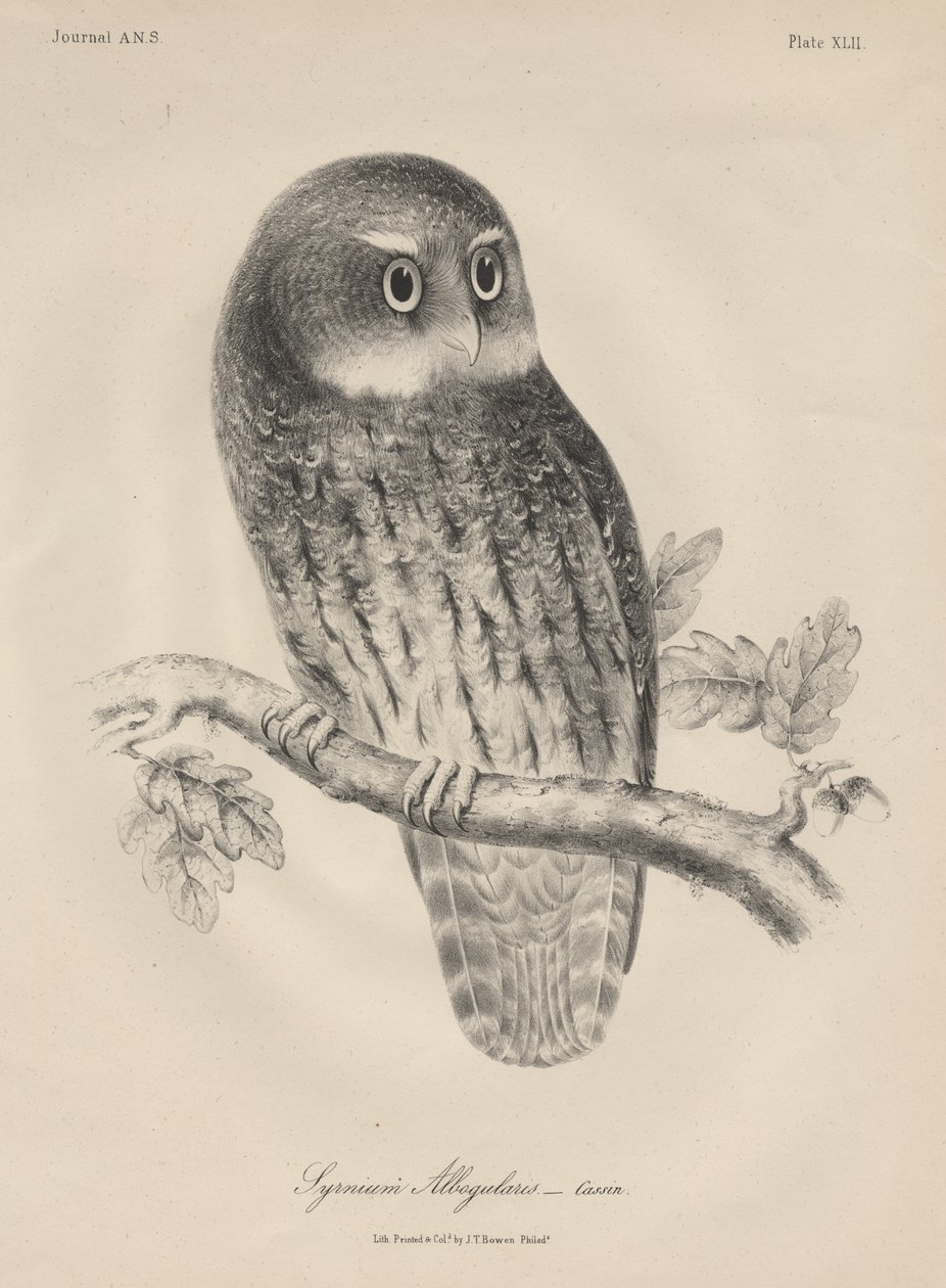 Syrnium Albogularis, lito J.T. Bowena, 1850 r autorstwa William E. Hitchcock