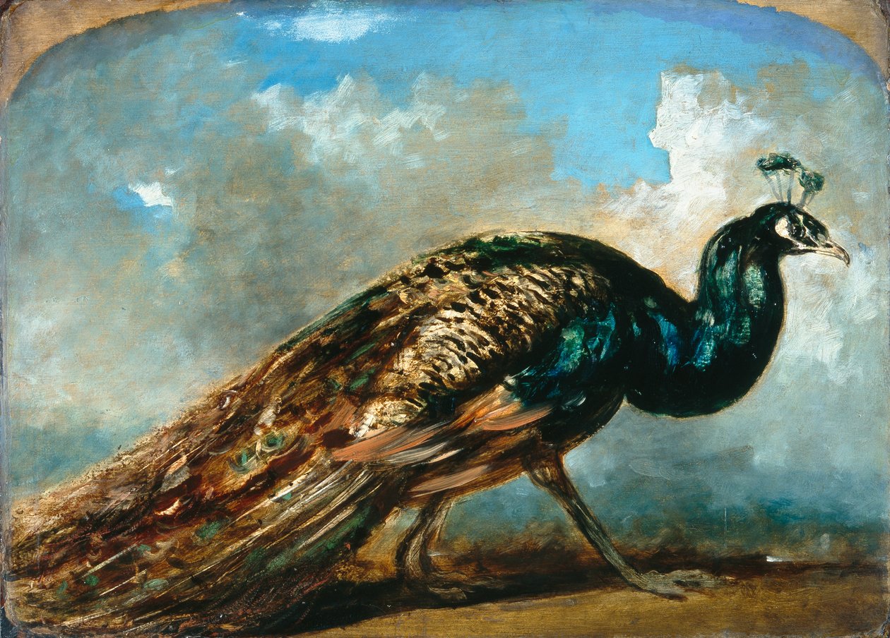Studium pawia (olej na płycie pilśniowej) autorstwa William Etty
