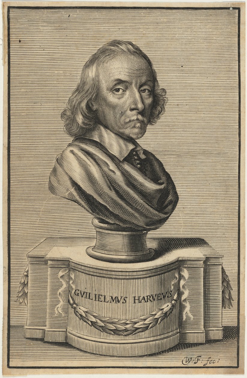 William Harvey, M.D. autorstwa William Faithorne
