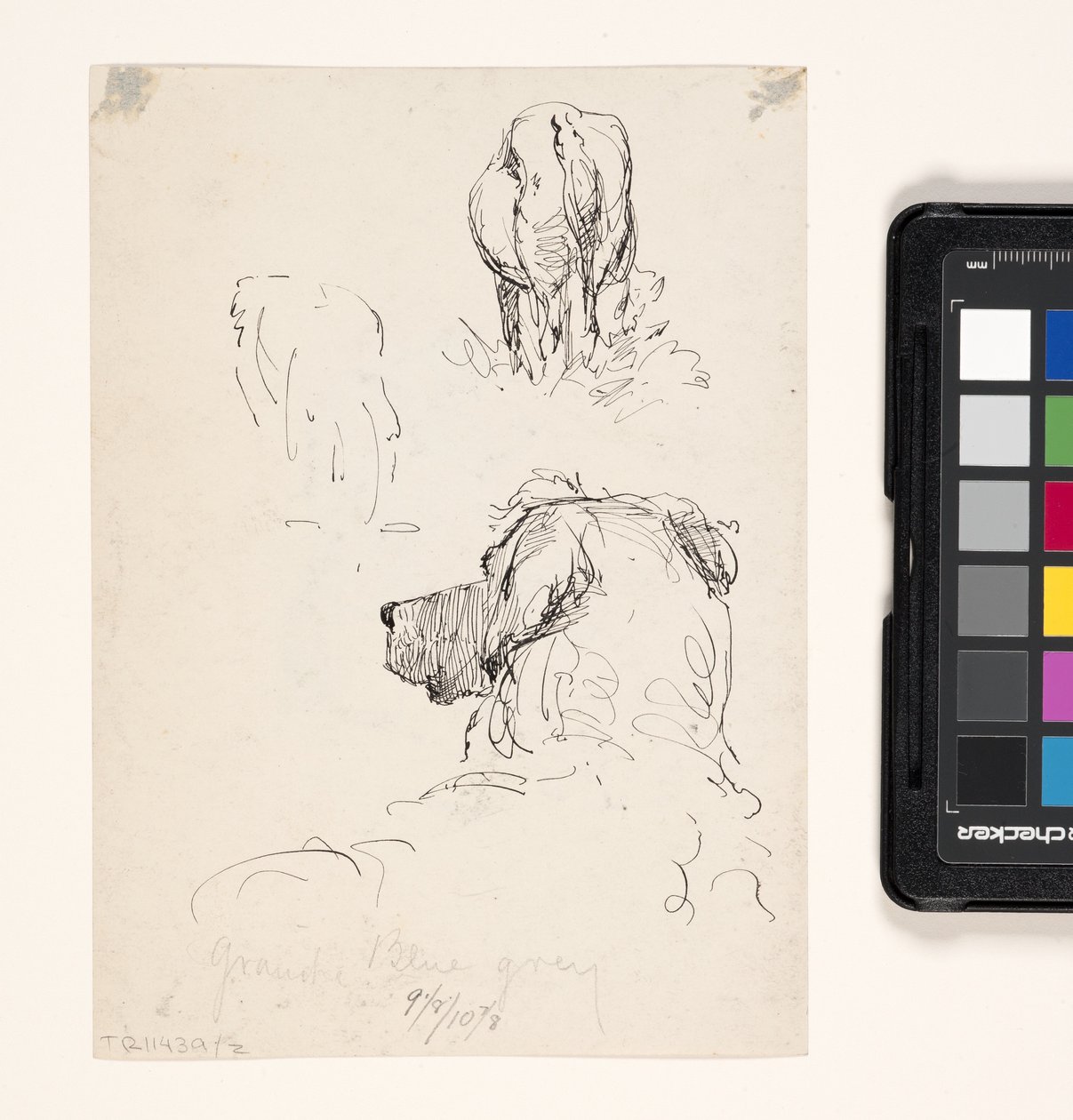 Pies (Recto), Pies i krowa (Verso) (pióro i tusz na kremowym papierze tkanym) autorstwa William Forsyth