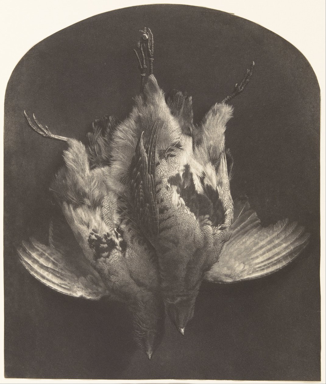 Brawo cietrzewia autorstwa William Frederick Lake Price