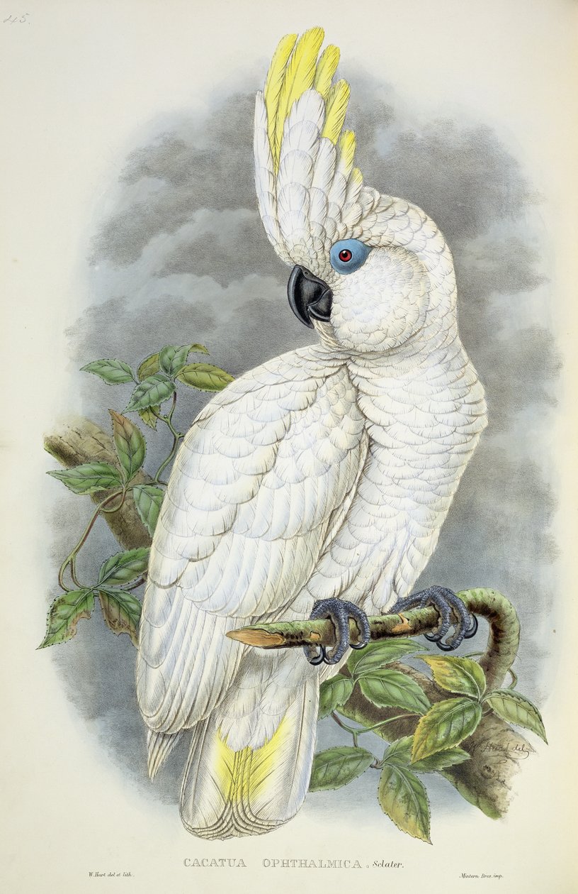 Niebieskooka Kakadu autorstwa William Hart