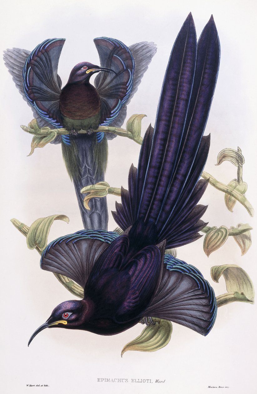 Epimachus Ellioti, oddział, ok. 1891-1898 autorstwa William Hart