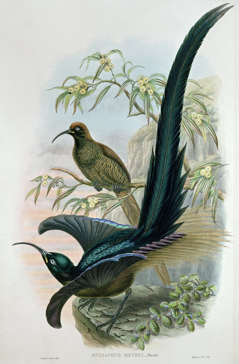 Epimachus Meyeri autorstwa William Hart