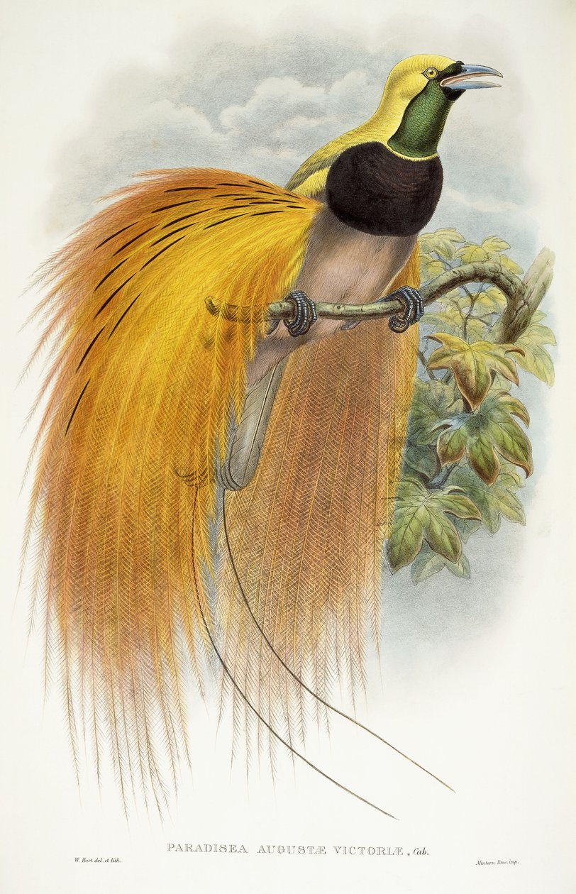 Raj Augusty Wiktorii, 1891-1898 autorstwa William Hart