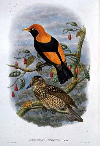 Sericulus Melinus (litografia kolorowa) autorstwa William Hart