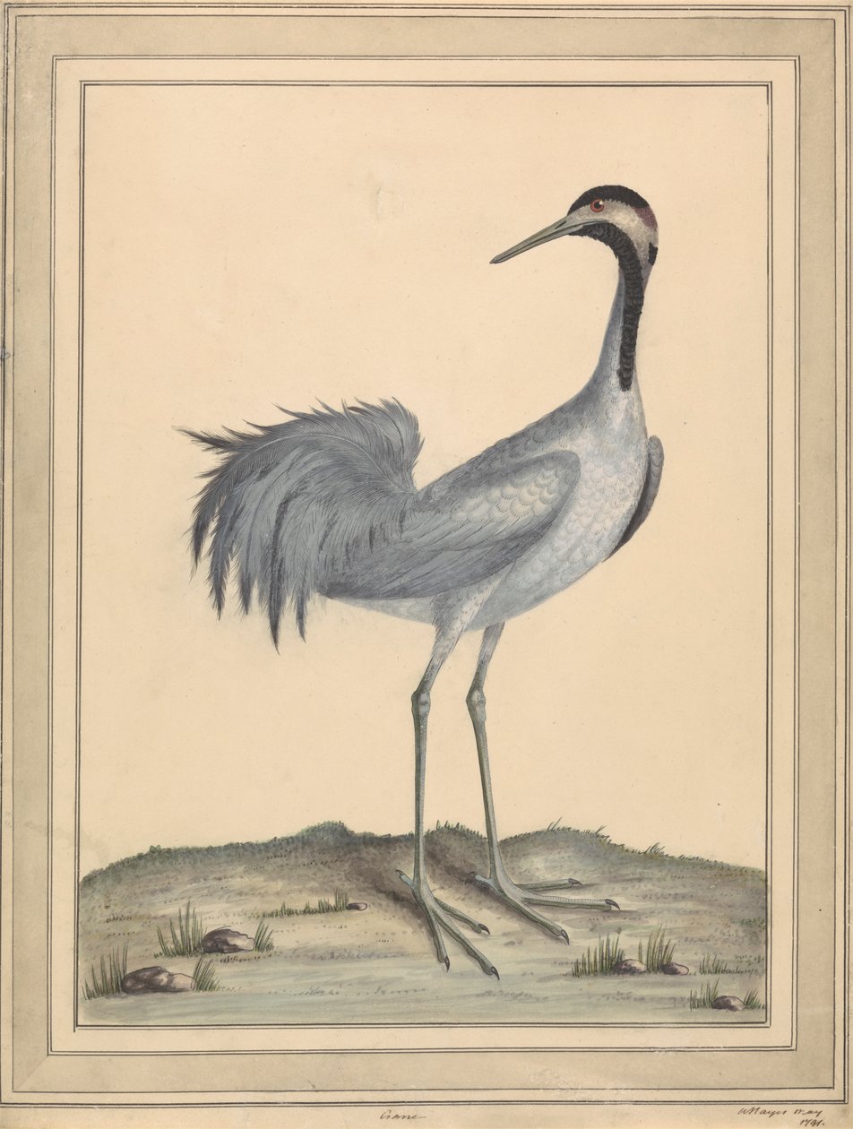 Dźwig autorstwa William Hayes