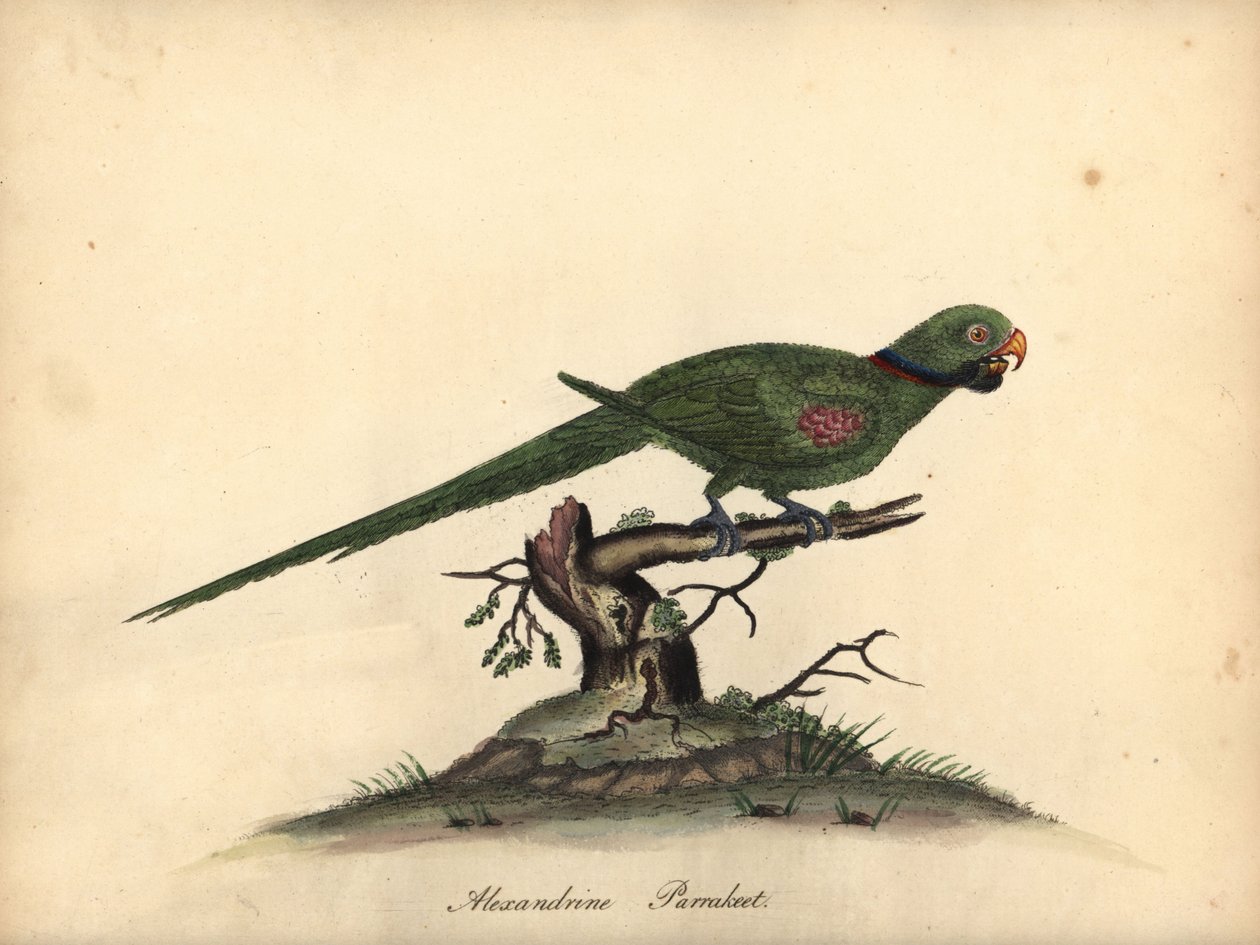 Aleksandretta aleksandretta , papuga papużkowa eupatria. (Psittacus alexandri) Ręcznie barwiony miedzioryt przedstawiający ilustrację autorstwa Williama Hayesa z Portretów rzadkich i ciekawych ptaków z Menażerii w Osterly Park. autorstwa William Hayes
