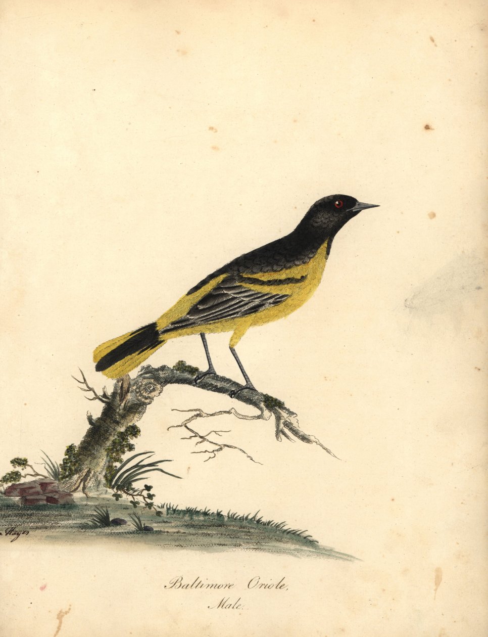 Wilga Baltimore, Icterus galbula. (Baltimore oriole, Oriolus baltimore) Ręcznie barwiony miedzioryt ilustracji autorstwa Matyldy Hayes z Portretów rzadkich i ciekawych ptaków Williama Hayesa z Menażerii Osterly Park, Londyn: Bulmer autorstwa William Hayes