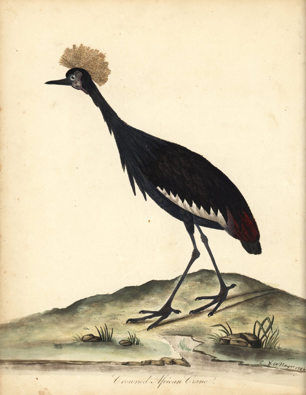 Koronnik czarny, Balearica pavonina. (Ardea pavonina). Wrażliwy. Ręcznie barwiony miedzioryt przedstawiający ilustrację autorstwa Williama Hayesa i jego dziecka C z Portretów rzadkich i ciekawych ptaków z Menażerii Osterly Park (Londyn: Bulmer autorstwa William Hayes