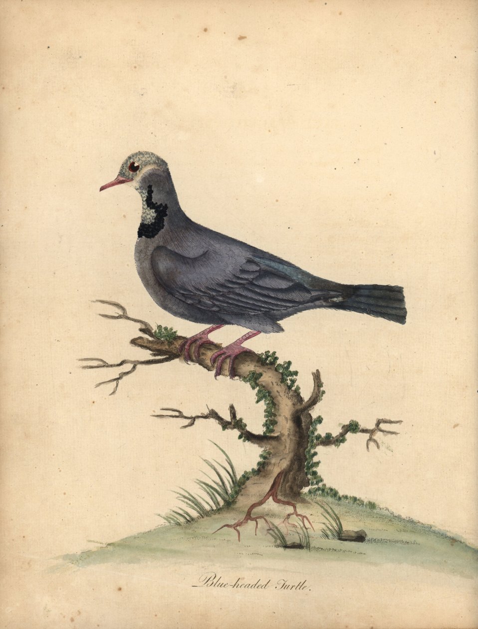 Niebieskogłowa przepiórka , Starnoenas cyanocephala. Zagrożony. (Żółw niebieskogłowy lub gołąb, Columba cyanocephala) Ręcznie barwiony miedzioryt przedstawiający ilustrację autorstwa Williama Hayesa z Portretów rzadkich i ciekawych ptaków z Menażerii Oster autorstwa William Hayes