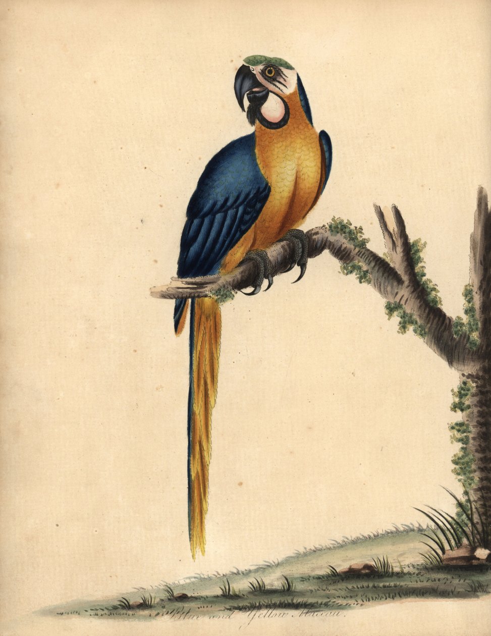 Niebiesko-żółta ara, Ara ararauna. (Niebiesko-żółta ara, Psittacus ararauna) Ręcznie barwiony miedzioryt ilustracji autorstwa Williama Hayesa z Portretów rzadkich i ciekawych ptaków z Menażerii Osterly Park, Londyn: Bulmer autorstwa William Hayes