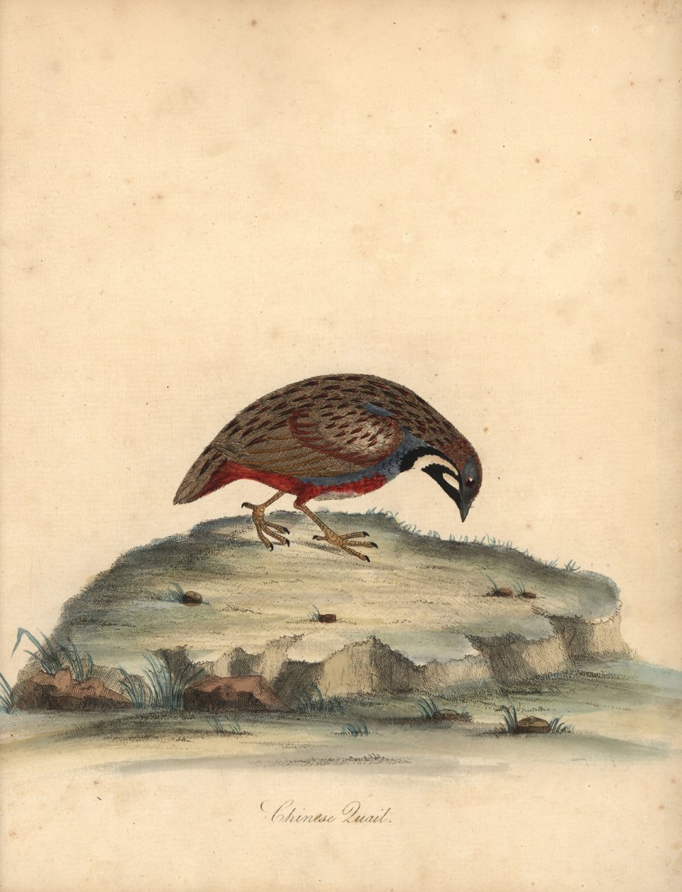 Przepiórka niebieska , Coturnix chinensis . (przepiórka chińska, Tetrao chinensis) Ręcznie barwiony miedzioryt ilustracji autorstwa Williama Hayesa z Portretów rzadkich i ciekawych ptaków z Menażerii Osterly Park, Londyn: Bulmer autorstwa William Hayes