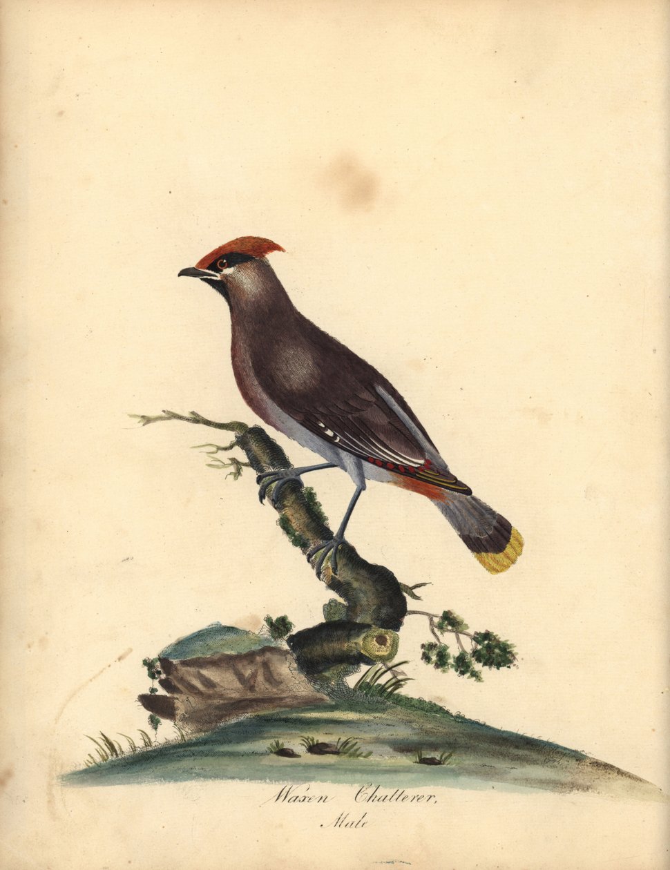 Jemiołuszka czeska, Bombycilla garrulus. (Waxen gaduła, Ampelis garrulus) Ręcznie barwiony miedzioryt ilustracji A (Ann) Hayes z Portretów rzadkich i ciekawych ptaków Williama Hayesa z Menażerii Osterly Park, Londyn: Bulmer autorstwa William Hayes