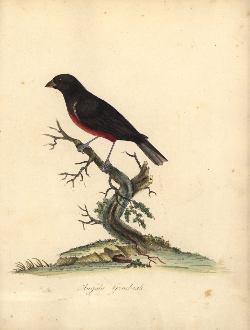 Dziwonia kasztanowata, Oryzoborus angolensis. (Angola grubodziób, Loxia angolensis) Ręcznie barwiony miedzioryt ilustracji autorstwa Williama Hayesa z Portretów rzadkich i ciekawych ptaków z Menażerii Osterly Park, Londyn: Bulmer autorstwa William Hayes